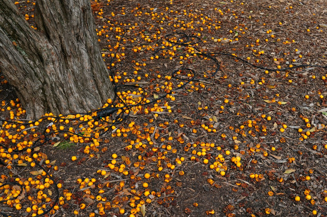 Autumn leaves on garden ground