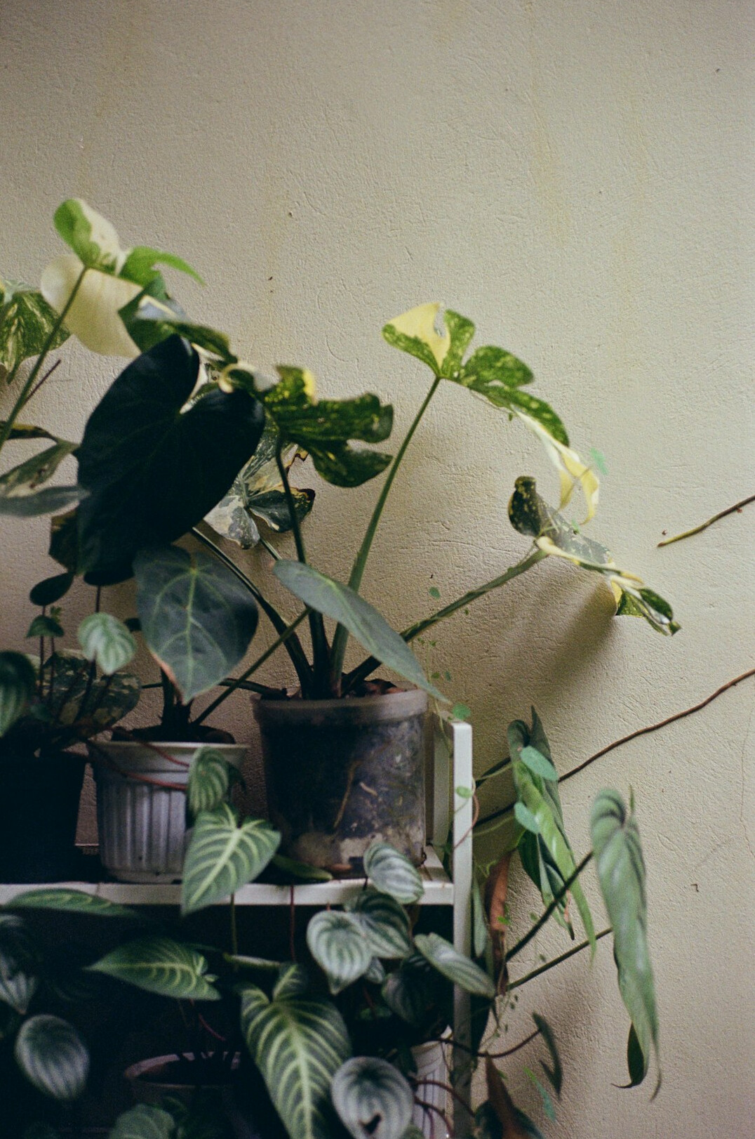 Collection of common houseplants on a shelf
