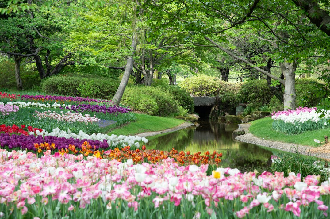 Spring flowers blooming in a garden