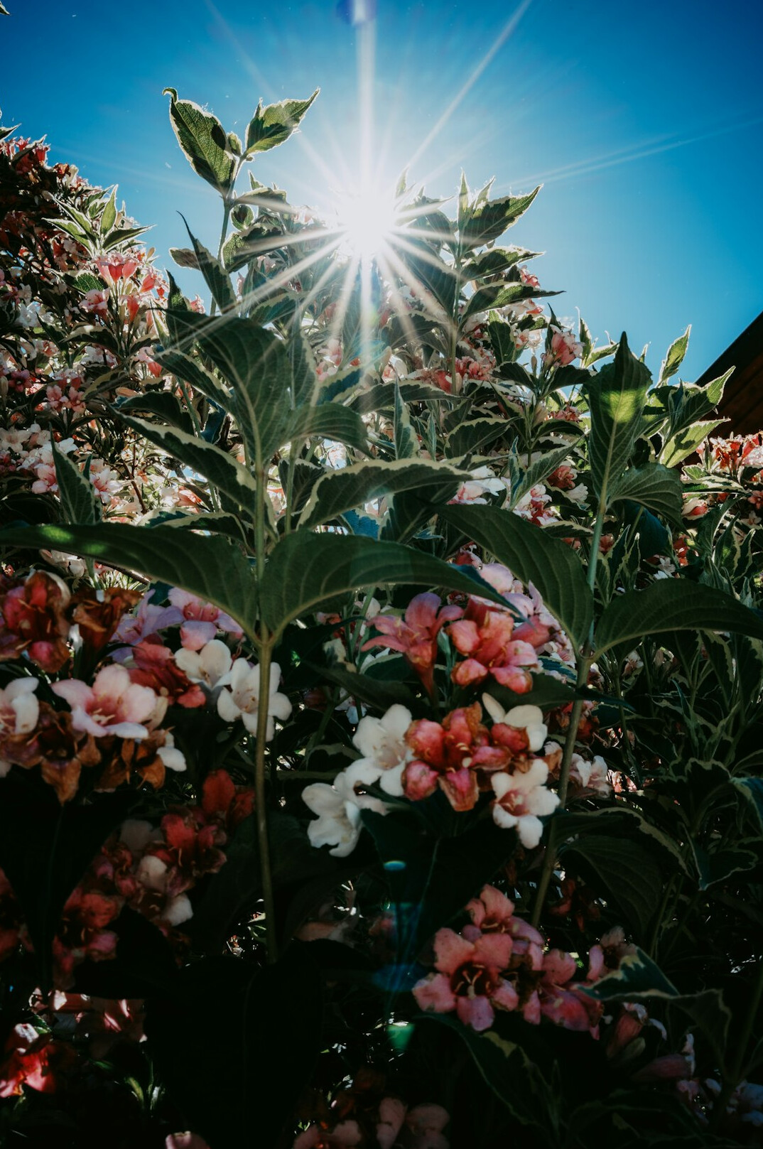 Sunlit garden with flowers and green plants