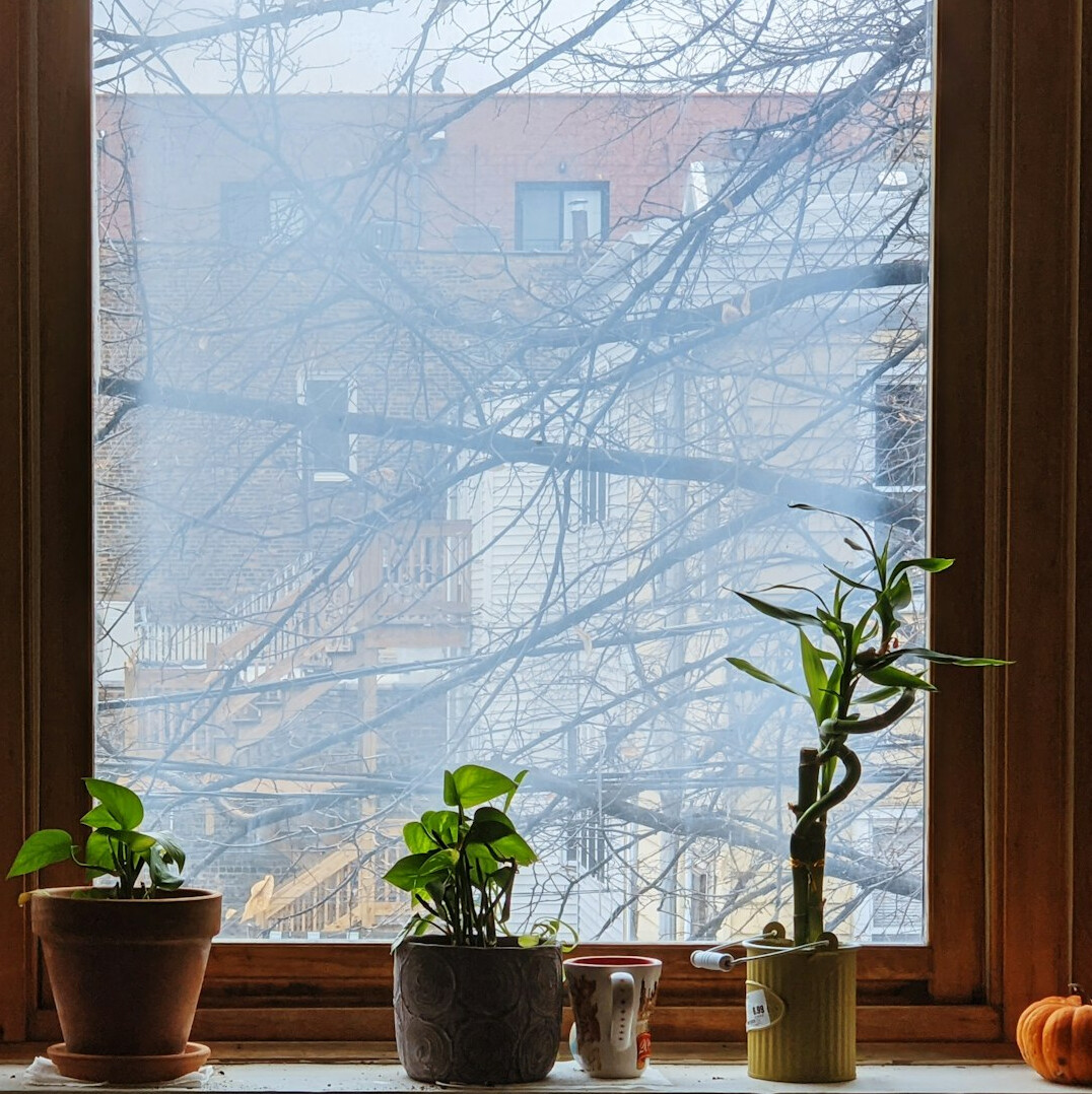 Plants protected indoors near a window in winter