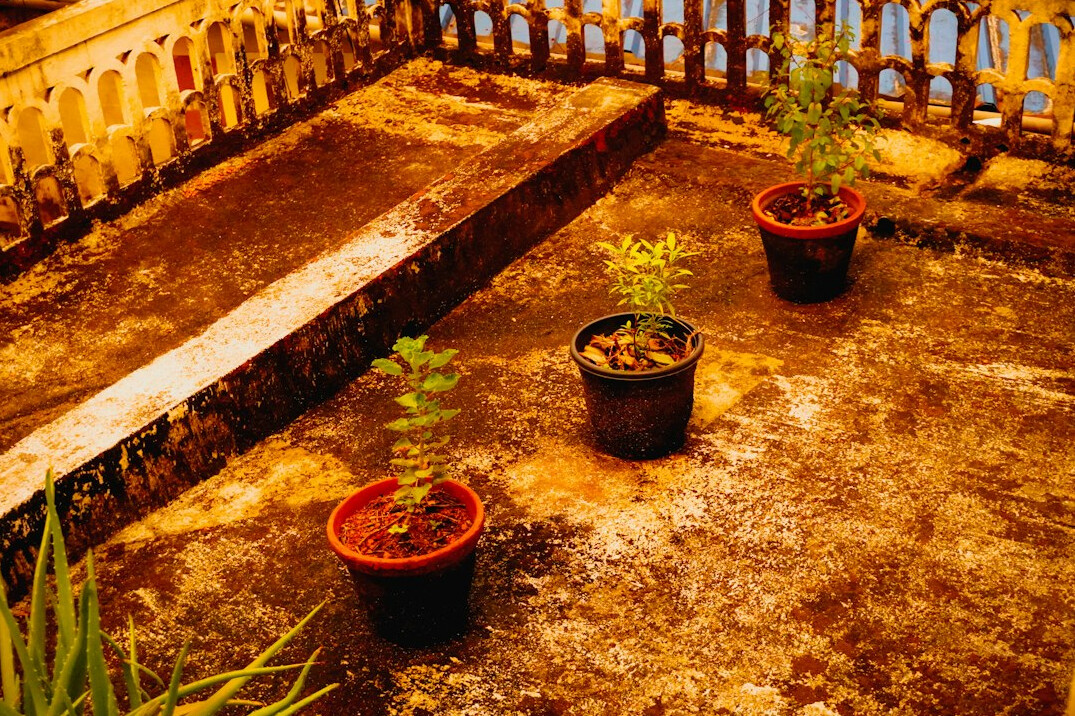 Young seedlings growing in small containers