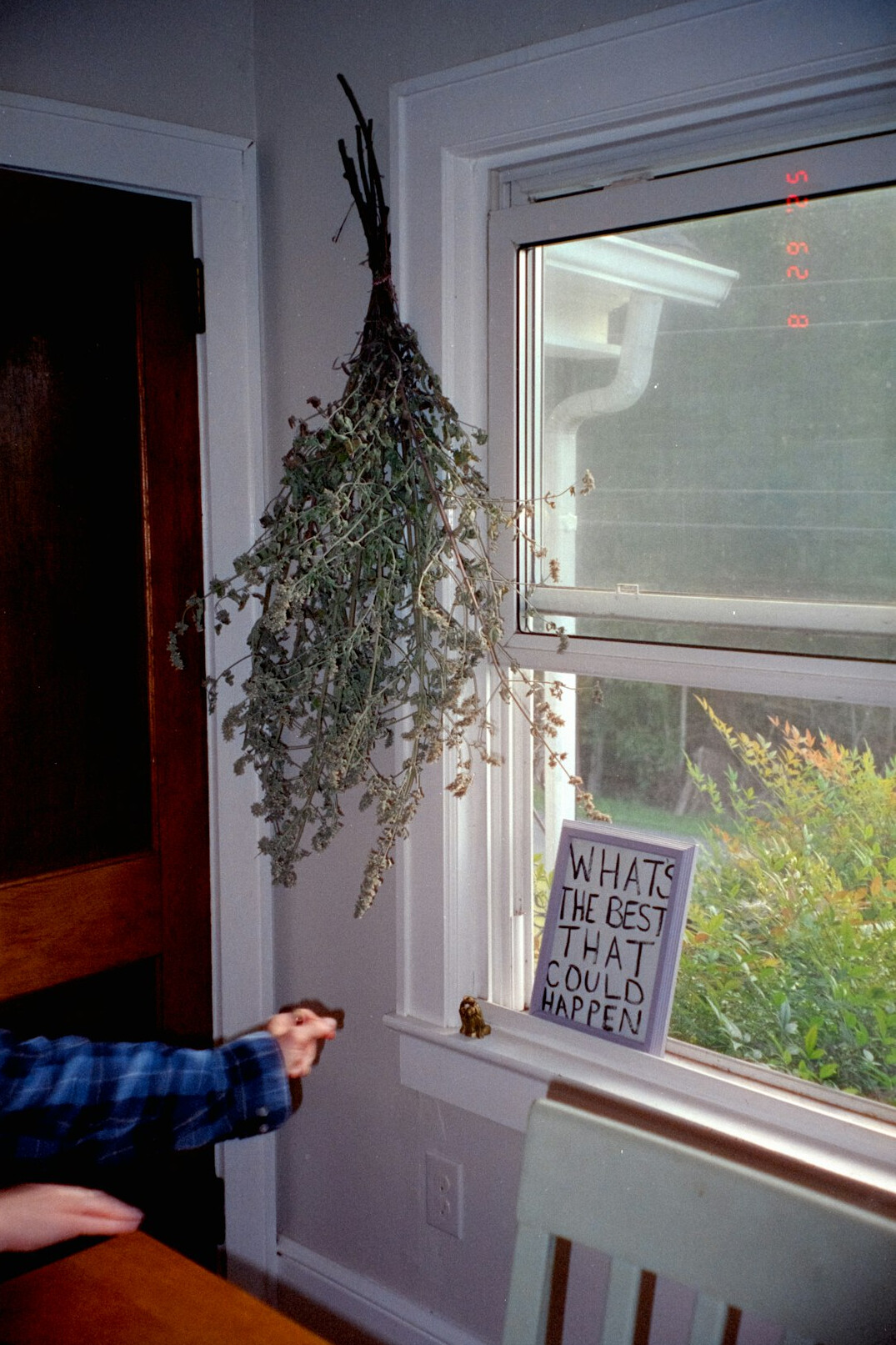 Fresh herbs growing in small pots on a windowsill