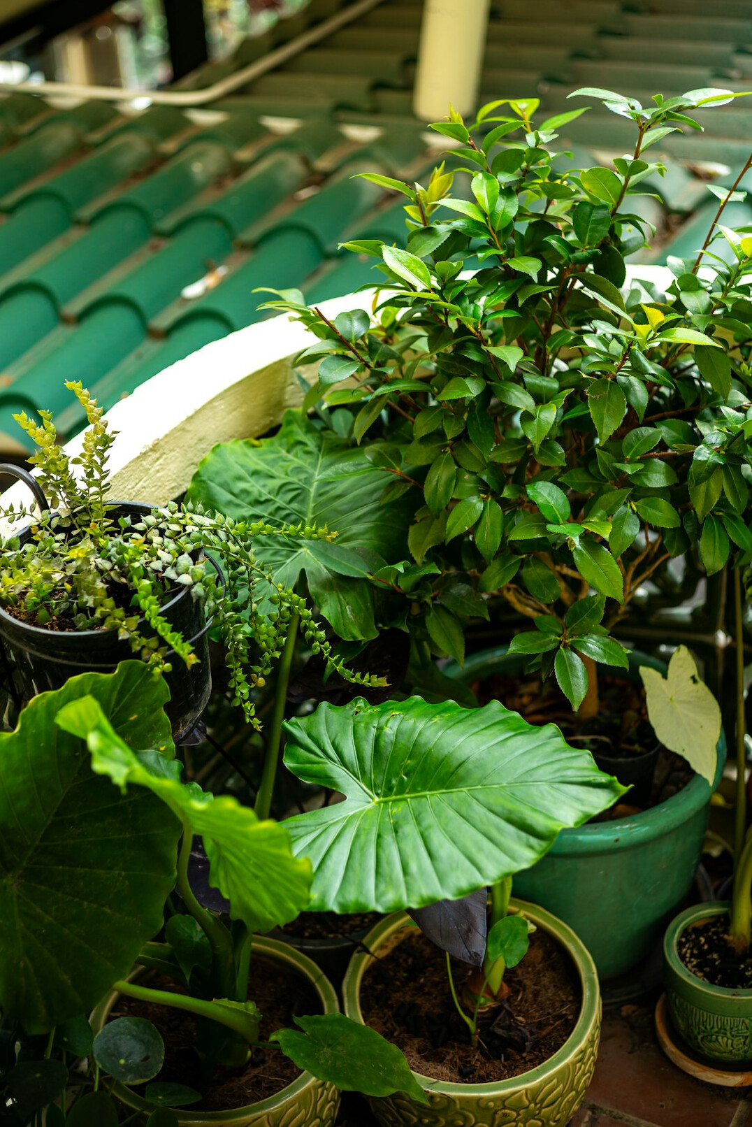 Green leafy plants in a home garden