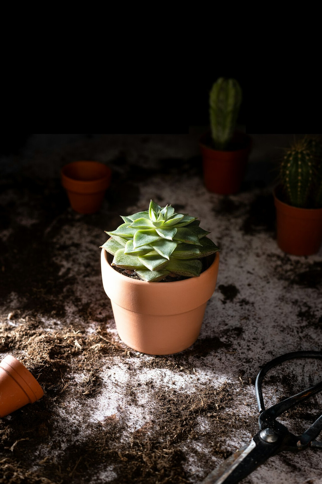 Hands-free view of dark potting soil and terracotta pots