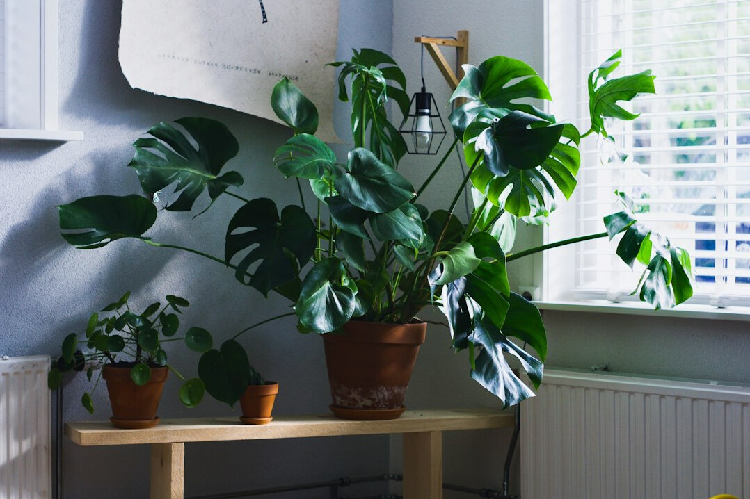 Houseplant in a pot near a bright living room window