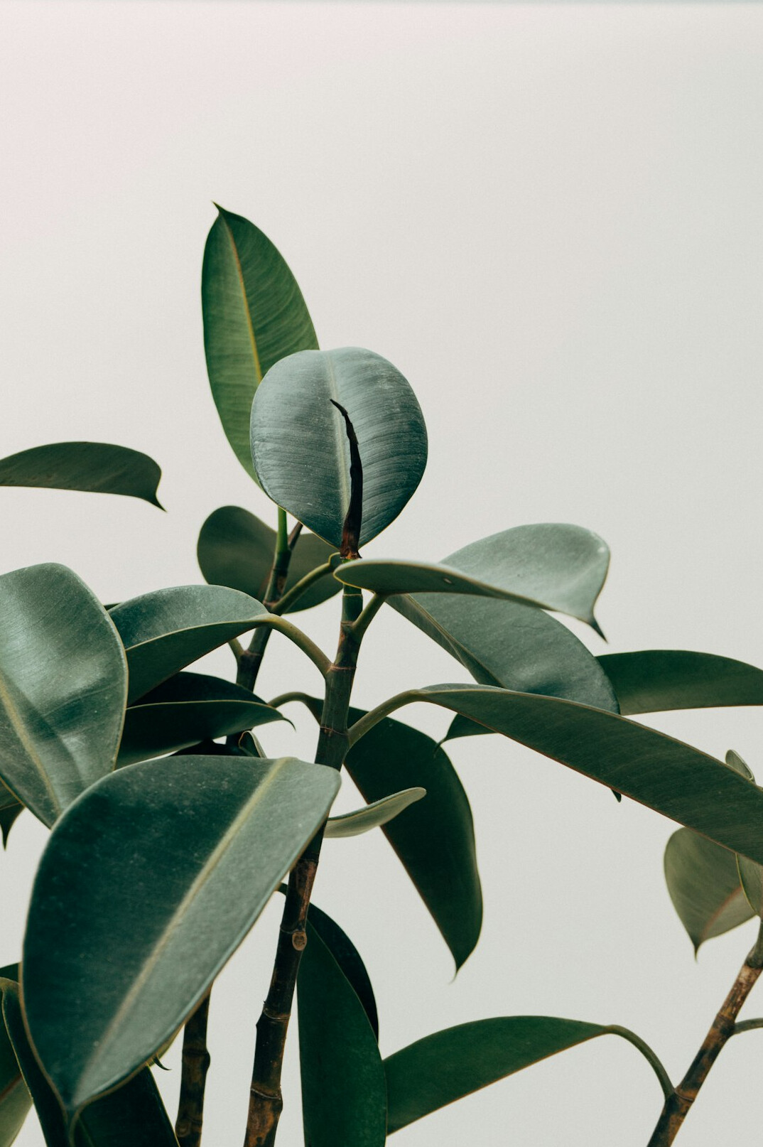 green houseplant leaves