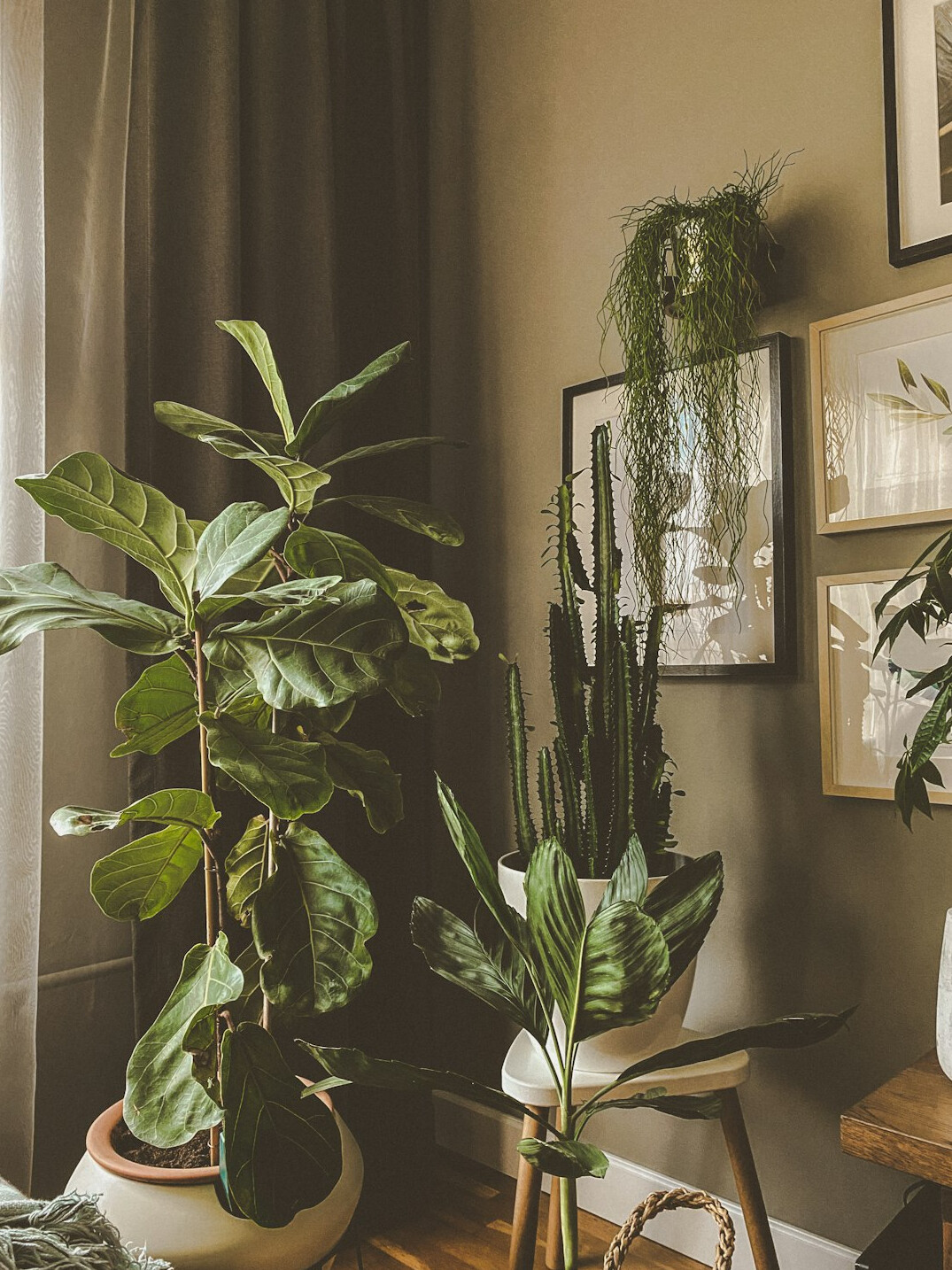 healthy green houseplants