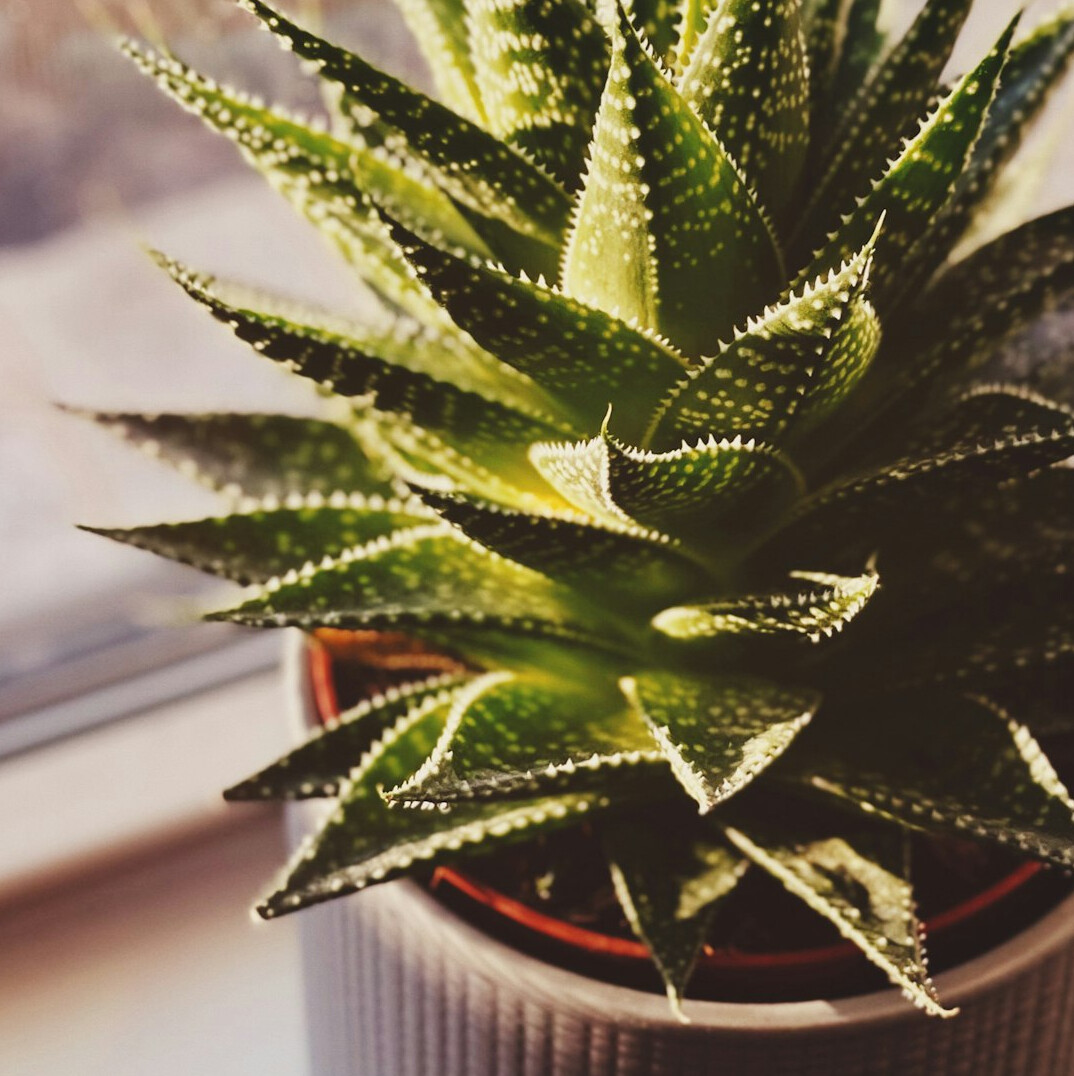 aloe vera plant on windowsill