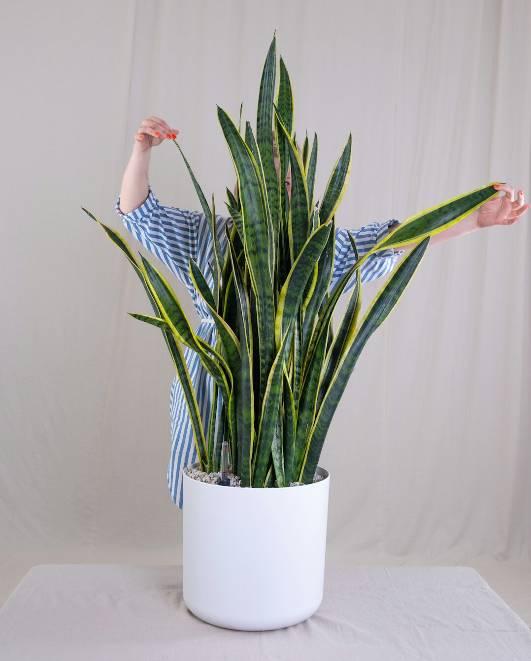 snake plant in living room