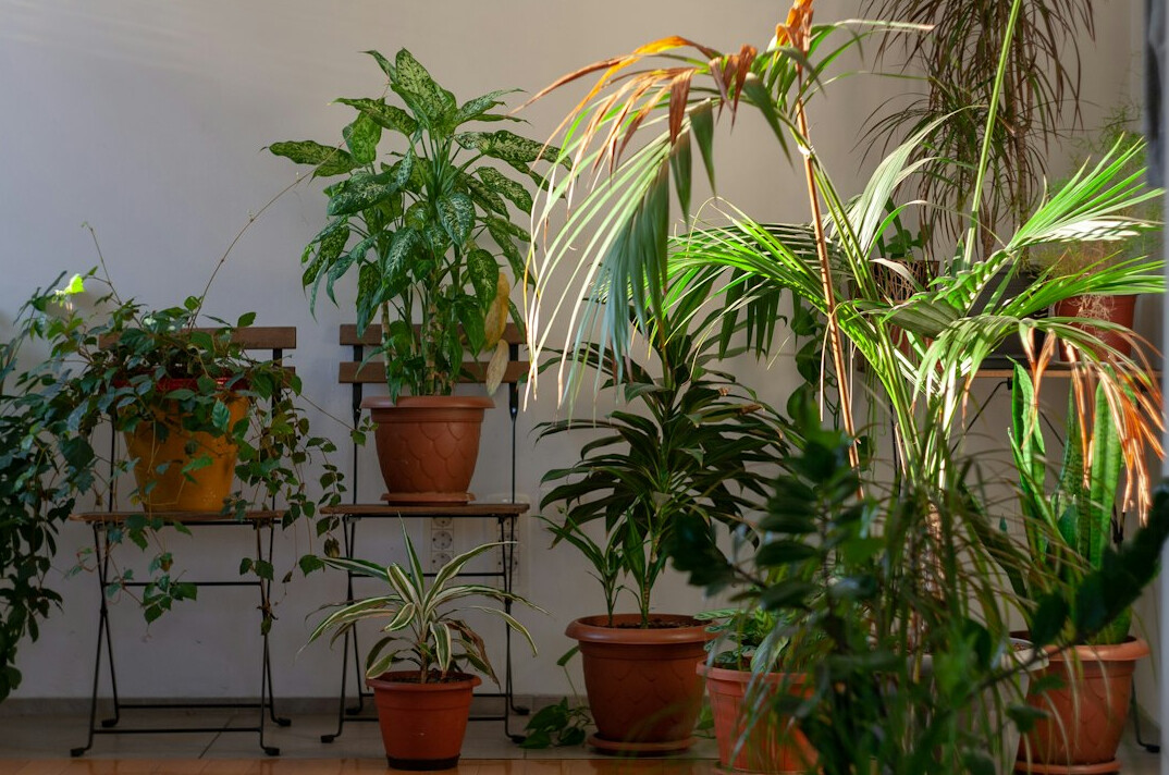 indoor plant care mistakes