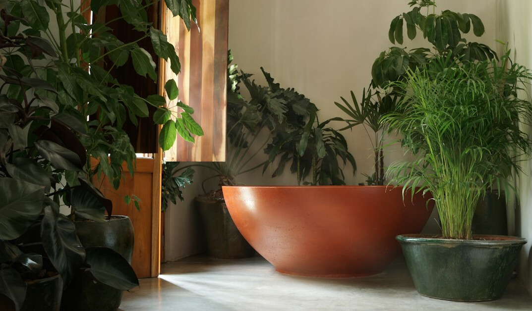 fern plant in bathroom