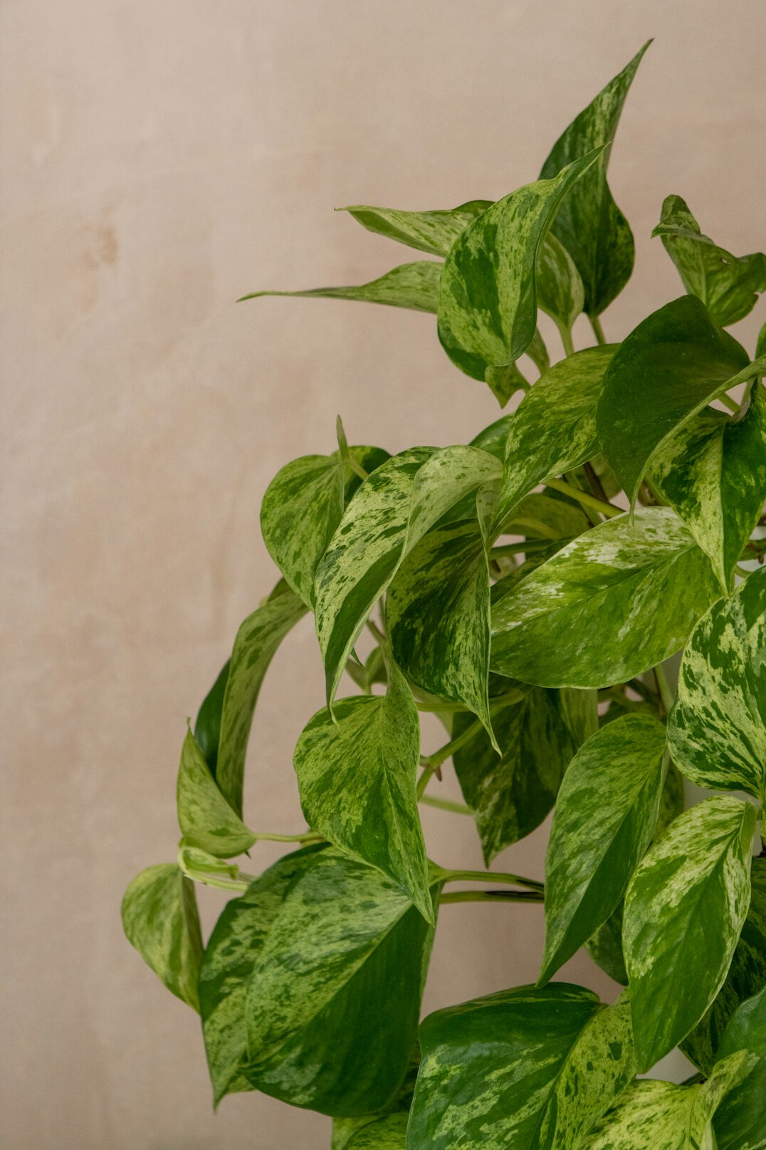 pothos plant hanging