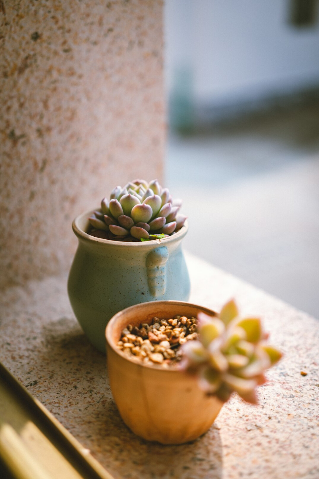 succulent plants on windowsill