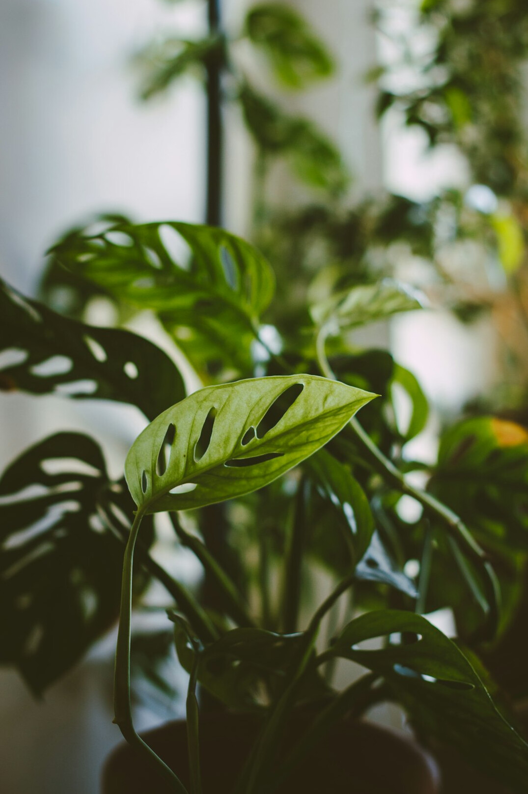 healthy green houseplants
