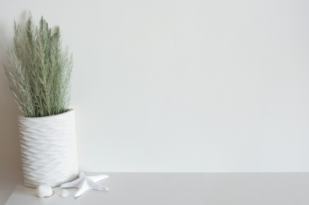 Snake plant in a pot near a white wall