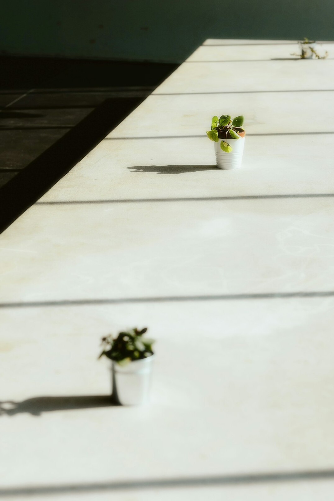 Small potted plants arranged on a table