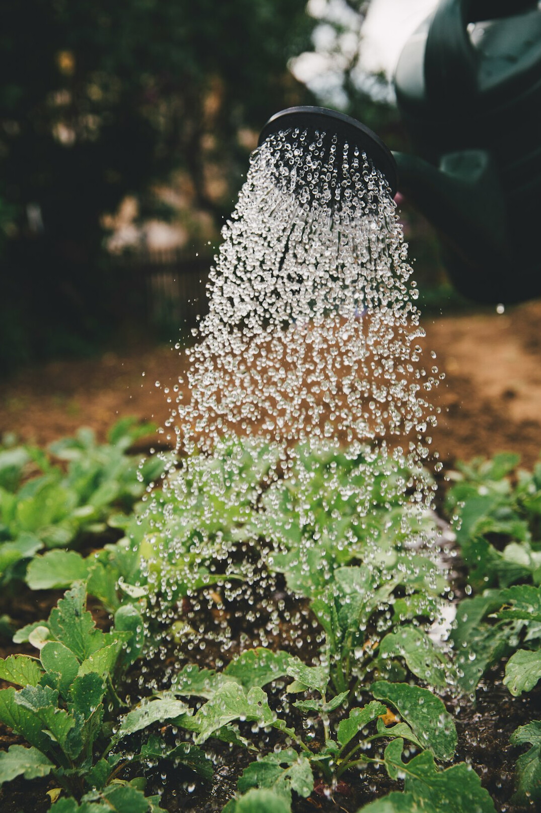 Watering can next to potted plants