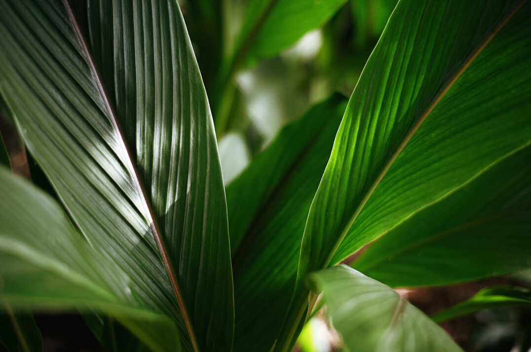 Green leaves of tropical houseplants close up